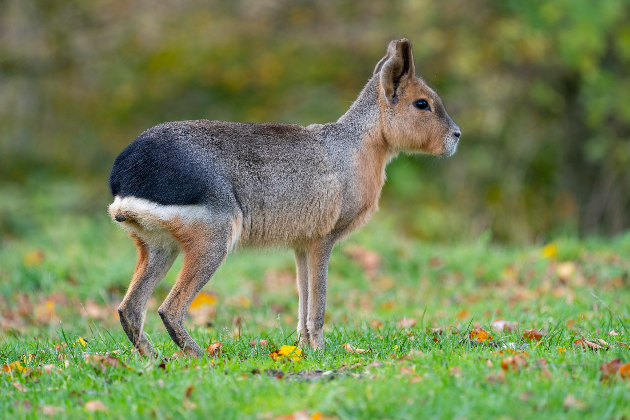 Wer weiss, was das ist?