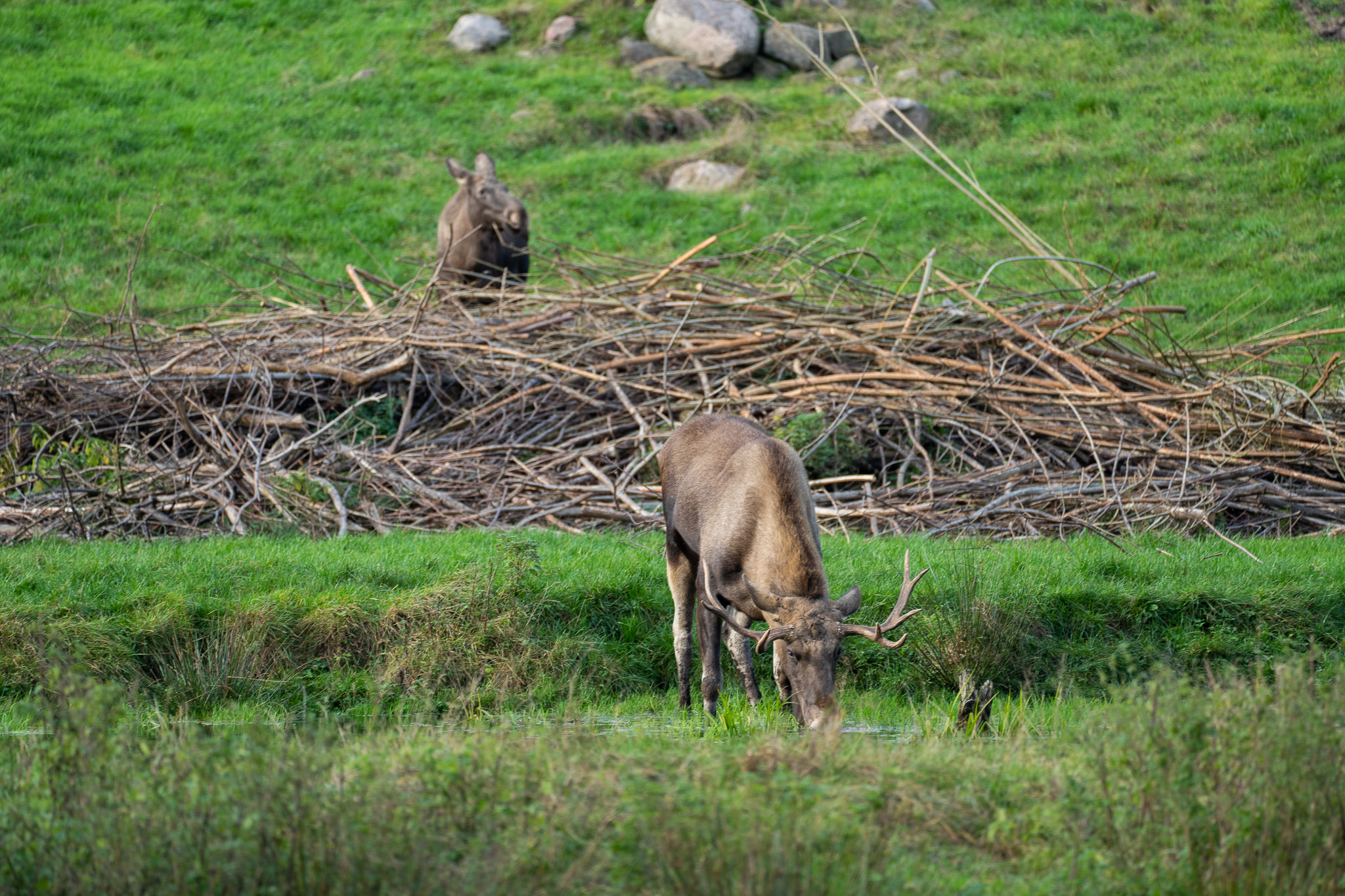 Elchpapa beim Trinken
