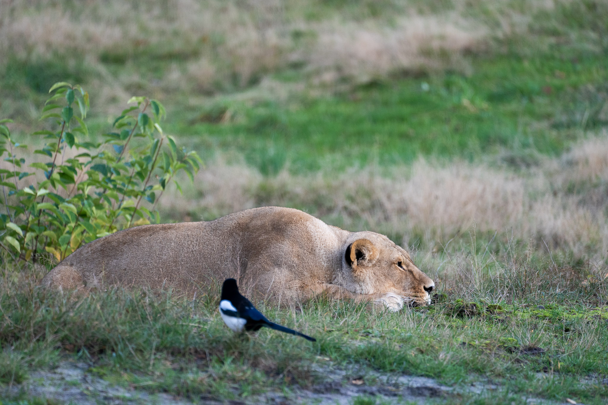 spezielles Aufeinantertreffen