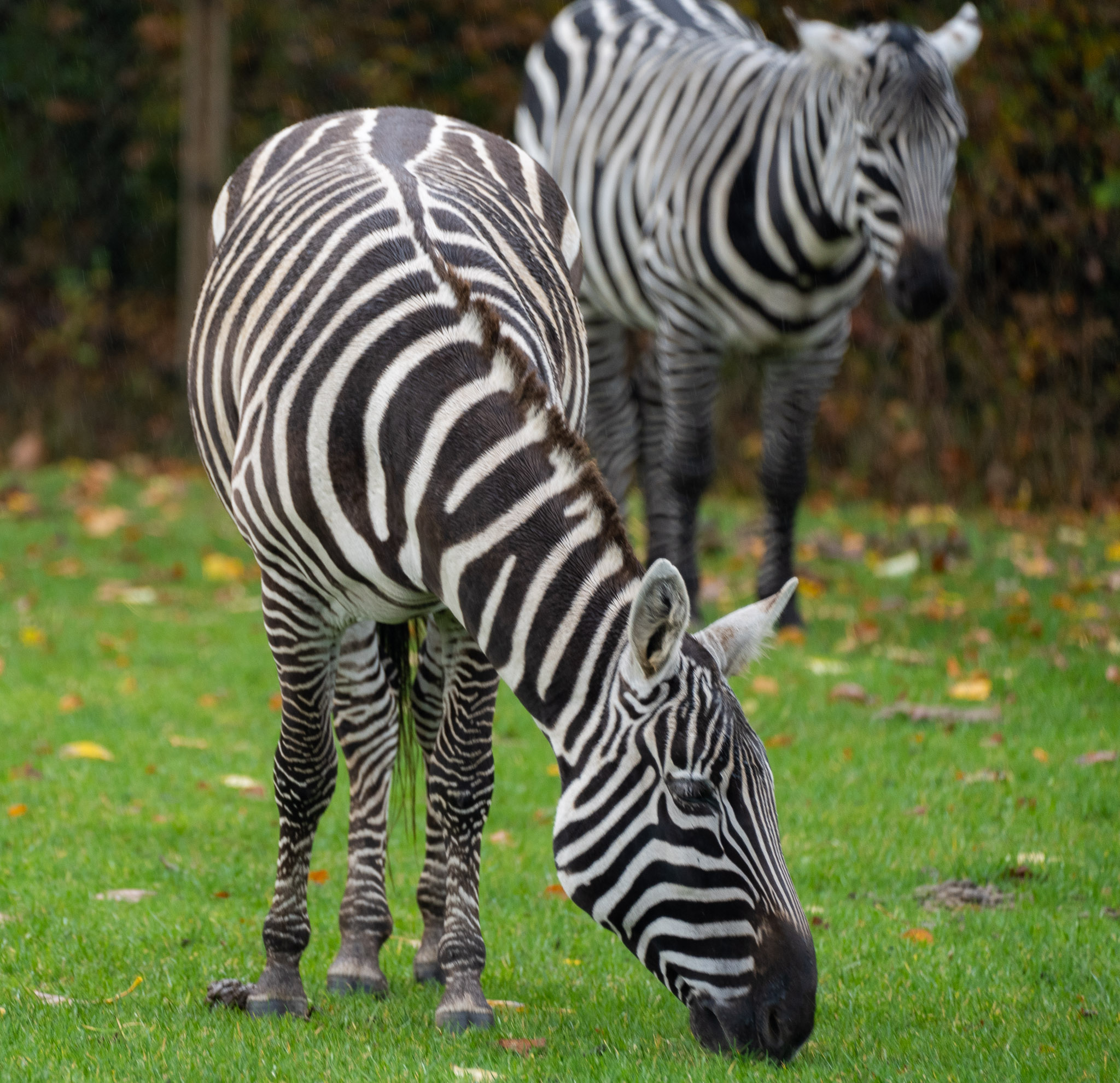 schwarz auf weiss (oder weiss auf schwarz?!)
