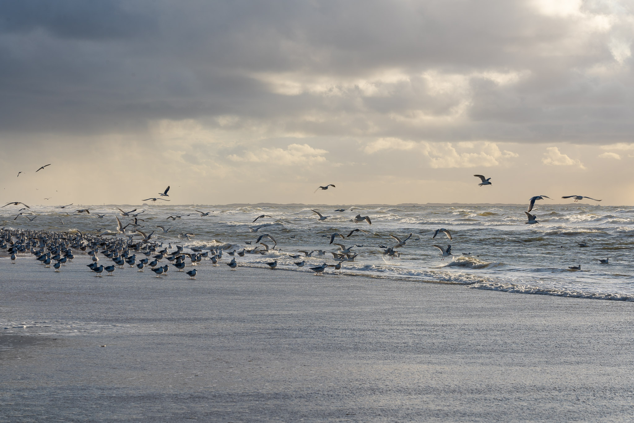 Eindrücke des Wattenmeers