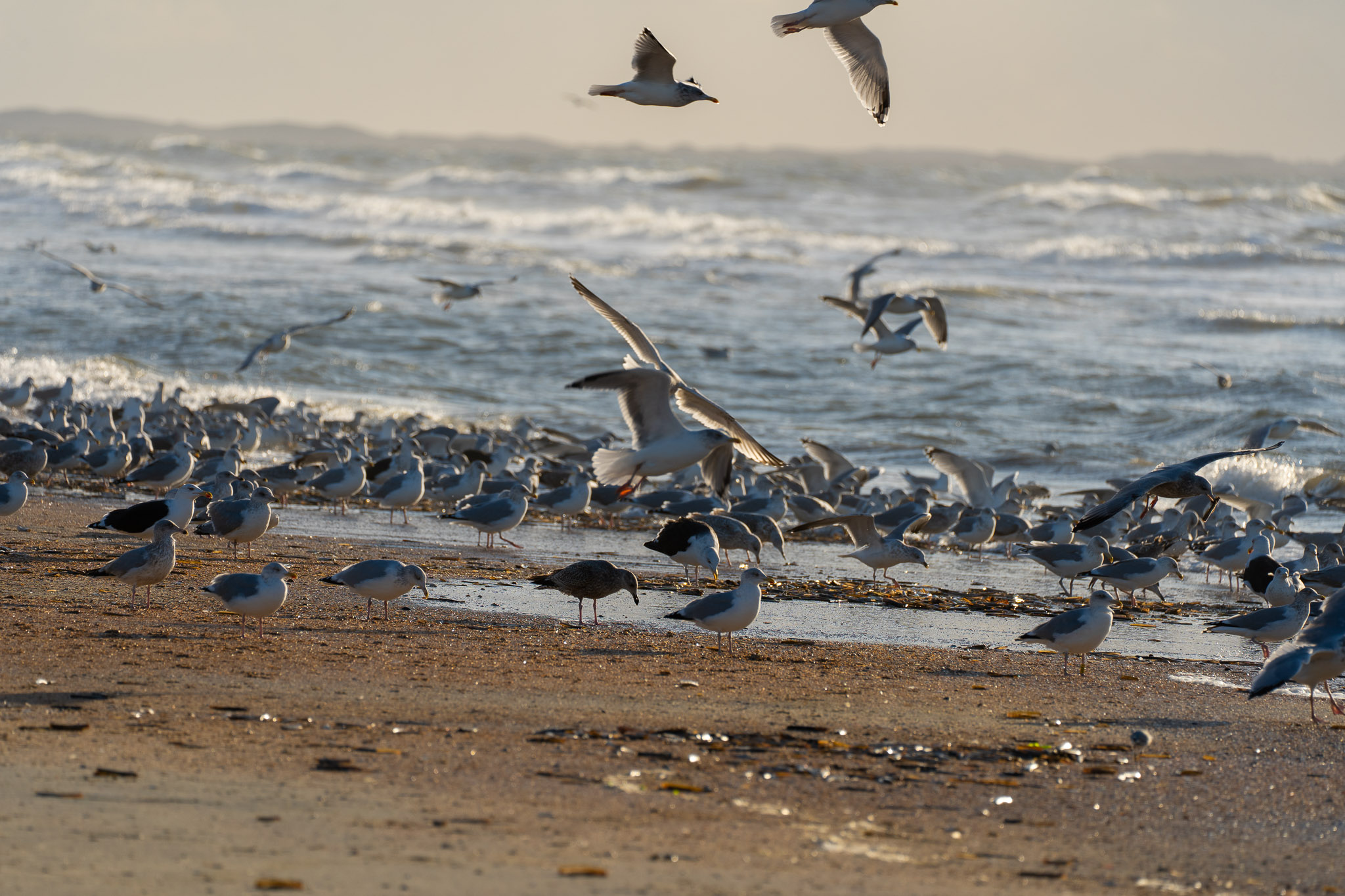 Eindrücke des Wattenmeers