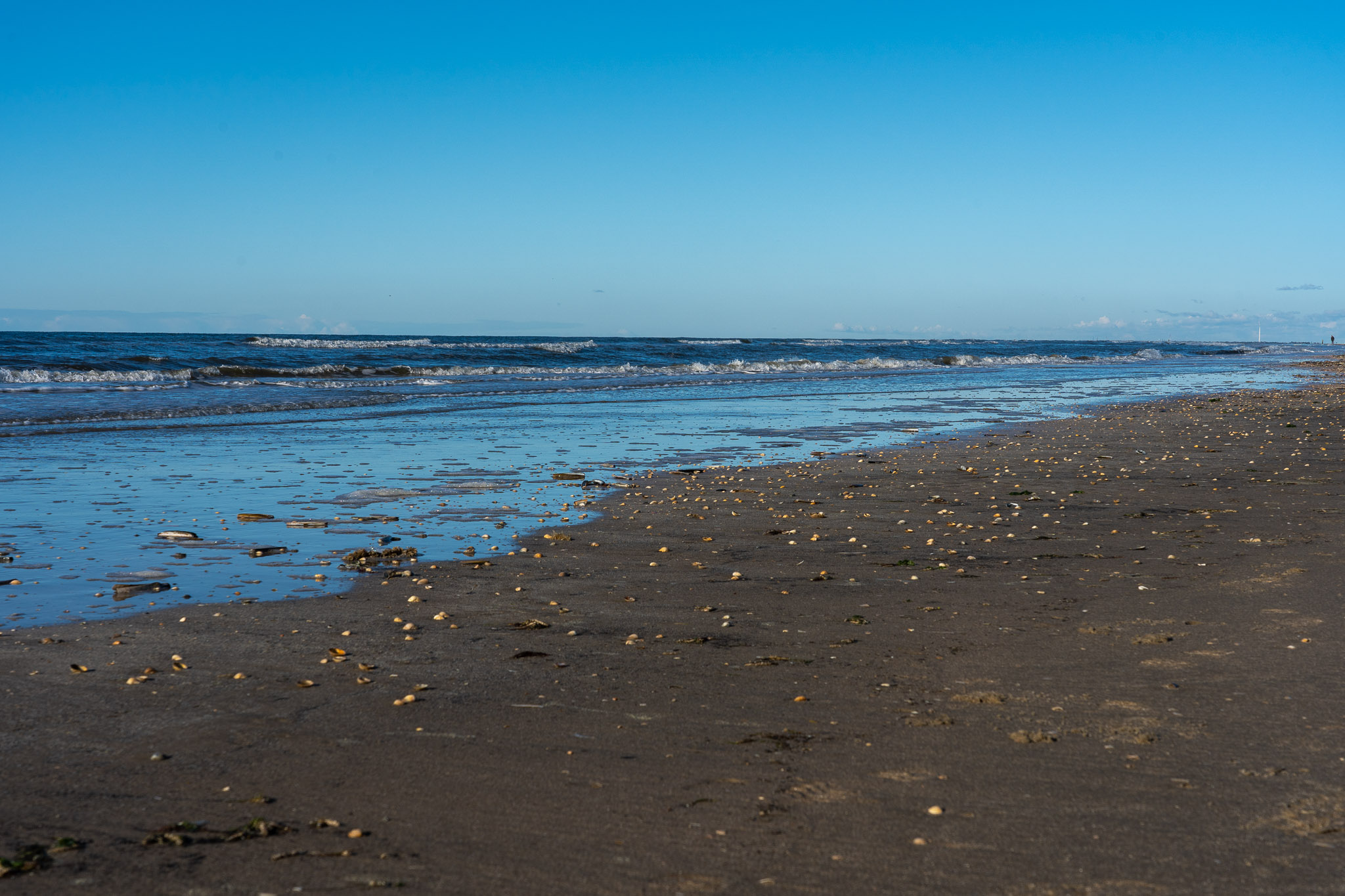 unendliche viele Muscheln