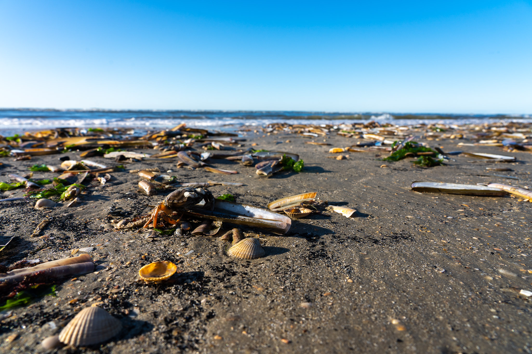 Und anderes Meereszeugs