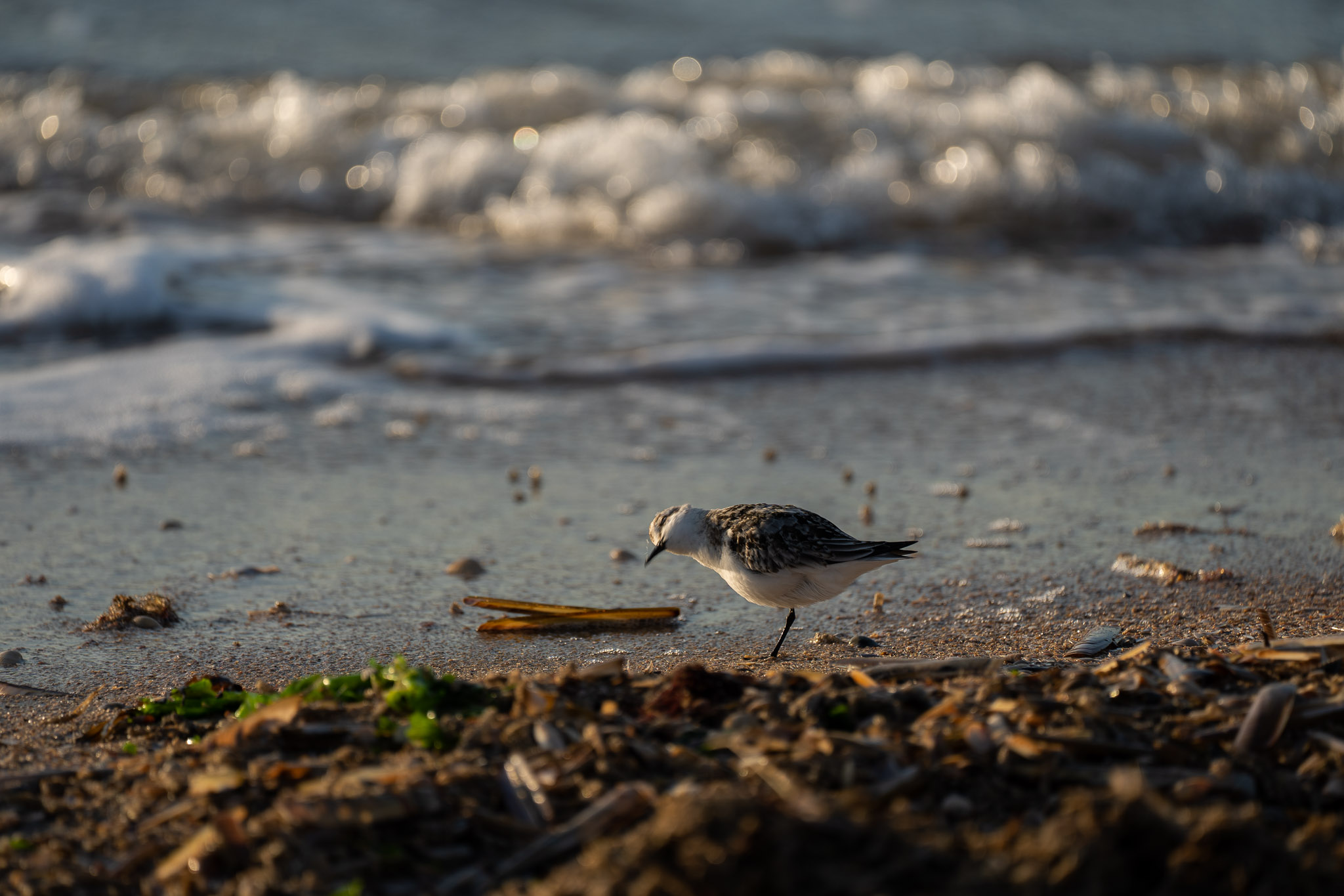 und wieder auf Nahrungssuche