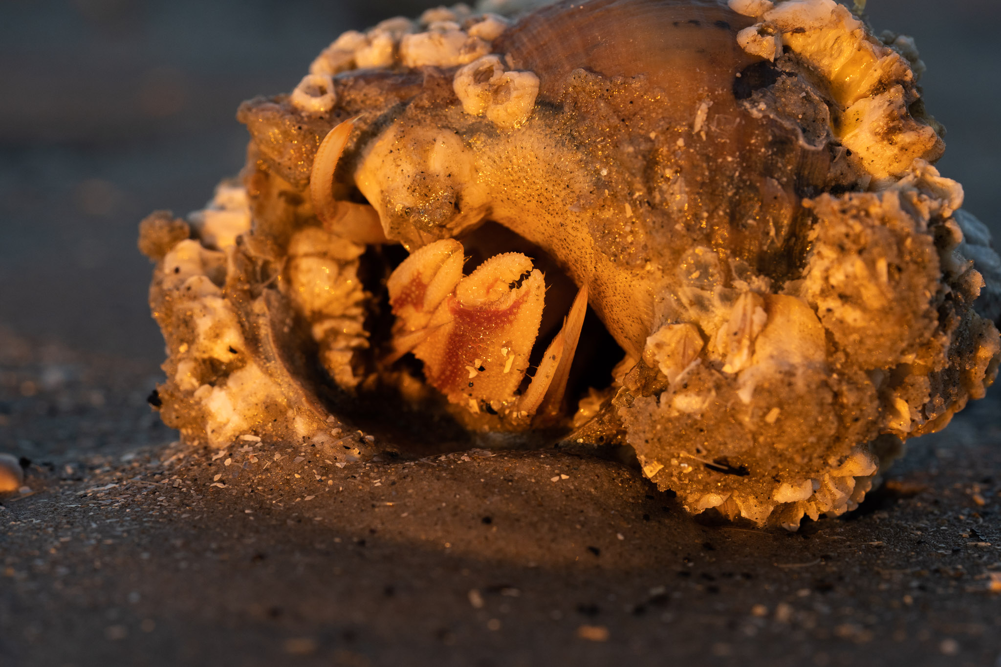 guckt er aus der Muschel guckt er aus der Muschel