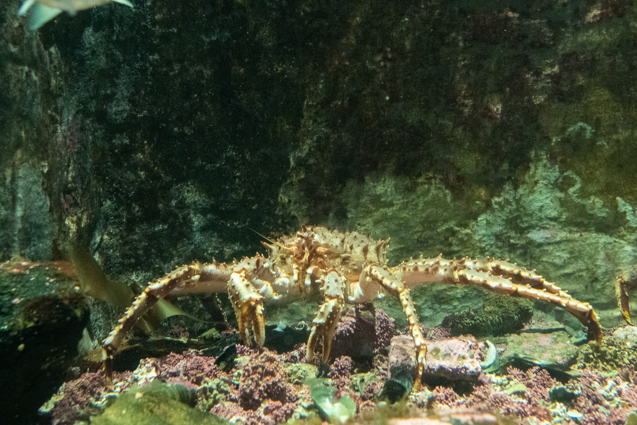 Riesenkrabbe in Polaria