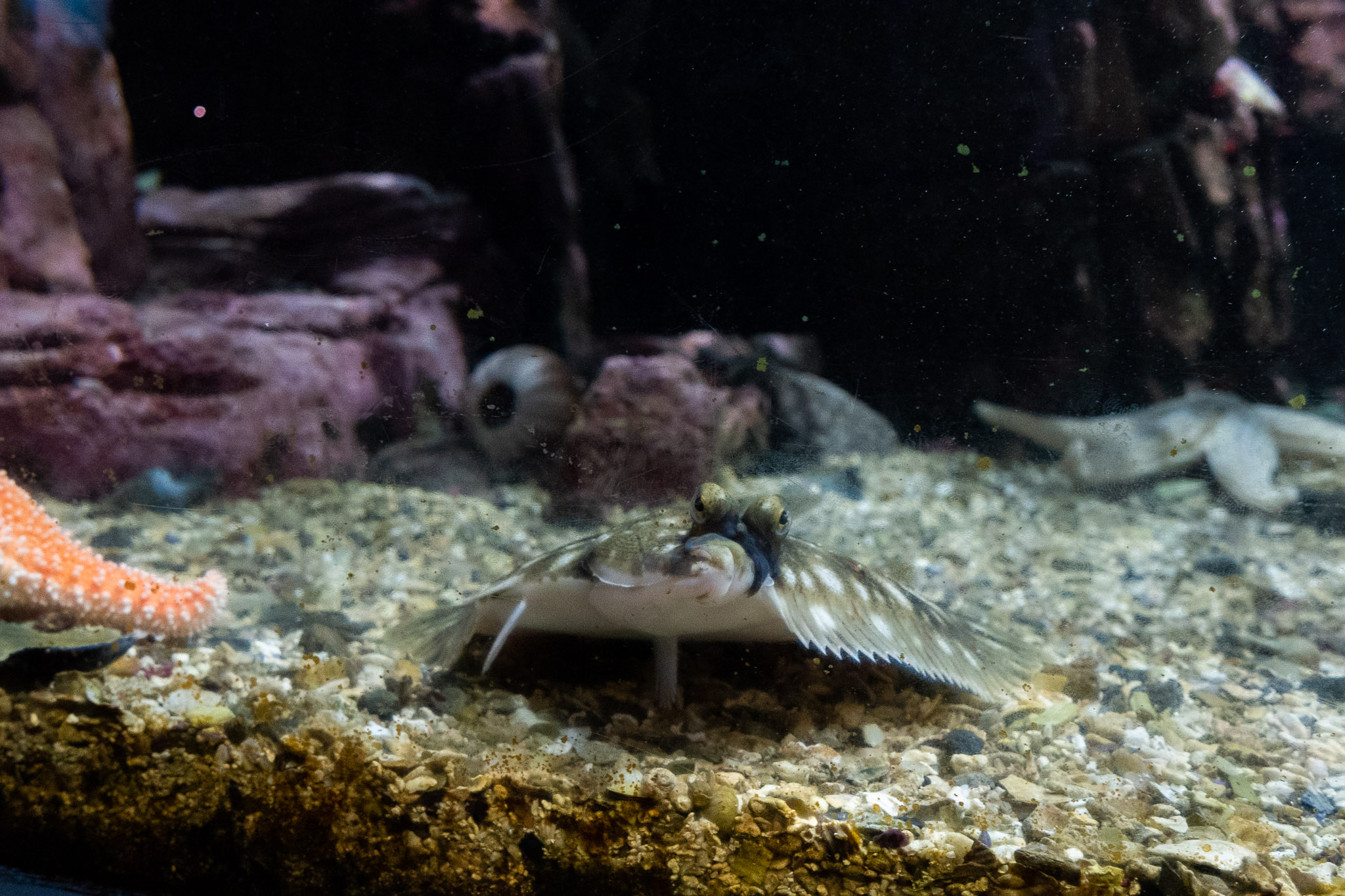 Die sehen alle so aus